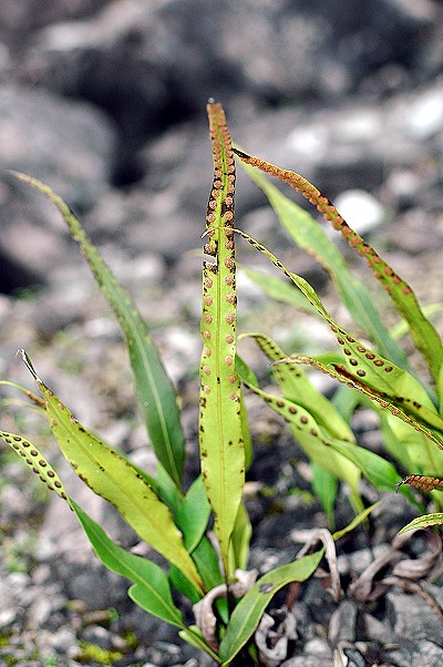 Lepisorus megasorus